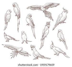 Hand drawn sketches of parrots. Vector set of exotic birds: cockatoo, macaw, ara. Illustrations drawing with pencil in vintage style. Jungle, fauna, nature, pet concept