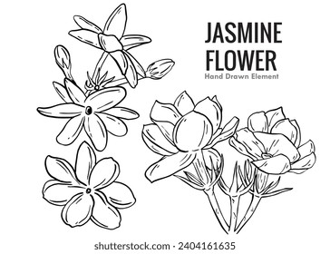 Hand drawn sketch-Set of Jasmine flowers and plants on white background, outline monochrome ink style for artwork, logo, packaging vector,vector design element, black and white