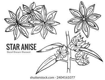 Hand drawn sketch-Set of Star Anise, fruit and plant on white background, outline monochrome ink style for artwork, logo, packaging vector,vector design elements, black and white