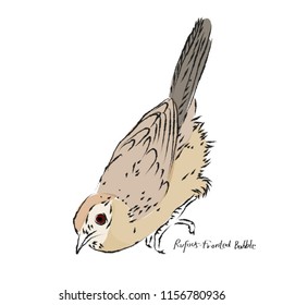 Hand drawn sketch,Tropical bird, Rufous-fronted Babble.