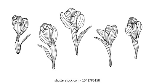 Hand drawn sketchy crocus flower. Isolated on white background. 