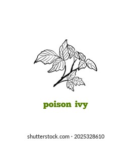 Hand drawn sketchy engraving style illustration of poison ivy plant, branch with leaves. Black and white drawing.