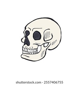 Hand drawn sketchy human skull isolated on white background. Doodle skeleton head tattoo design