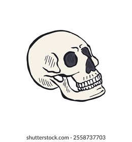 Hand drawn sketchy human skull isolated on white background. Doodle skeleton head tattoo design