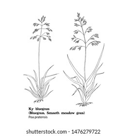 Hand drawn sketchy illustration of Bluegrass, Ky bluegrass, Poa pratensis. Black and white drawing.