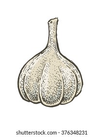 Hand drawn sketchy style colorful garlic. Vector illustration for your design