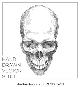 hand drawn skull