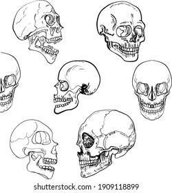 Anatomical Skulls Vector Set Hand Drawn Stock Vector (royalty Free 