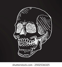 hand drawn skull illustration vector