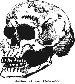 Hand drawn skull isolated on white background vector illustration