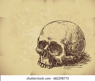 Hand drawn skull on old paper. Eps8. CMYK. Organized by layers. Global colors