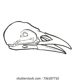 hand drawn skull of a raven in profile, vector illustration