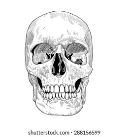 Hand Drawn Skull Sketch. Monochrome Vector illustration for Day of the Death.
