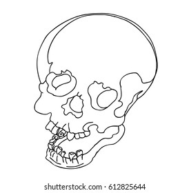 Hand drawn Skull vector