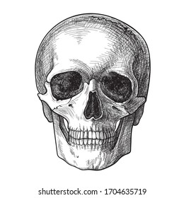 Hand drawn skull, vector illustration, realistic image