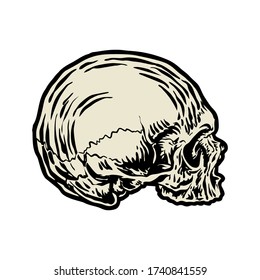 Hand drawn skull, vector illustration