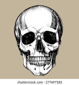 Hand drawn skull. Vector illustration.