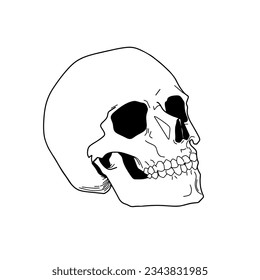 hand drawn skull. Vector Illustration.Tattoo,Poster, Print, Idea. 
