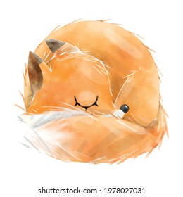 Hand drawn sleeping fox isolated on white background. Hand paint illustration.