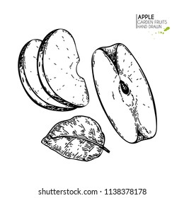 Hand drawn sliced apples. Vector engraved illustration. Juicy natural fruit. Food healthy ingredient. For cooking, cosmetic package design, medicinal herb, treating, healtH care.