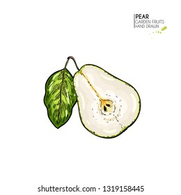 Hand drawn sliced half pear. Vector colored engraved illustration. Juicy natural fruit. Food healthy ingredient. For cooking, cosmetic package design, medicinal herb, treating, health care.