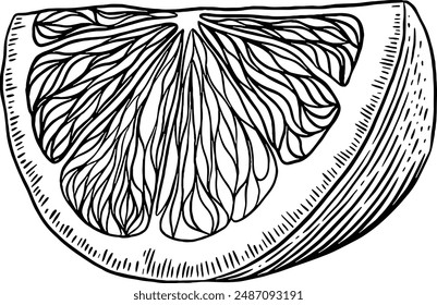 Hand drawn Sliced Lemon Sketch Illustration