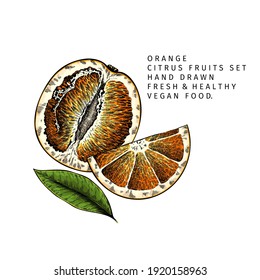 Hand drawn sliced orange fruit and leaf. Engraved vector illustration. Sweet citrus exotic plant. Summer harvest, jam or cocktail vegan ingredient. Menu, package, cosmetic, food design
