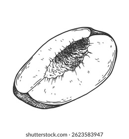 Hand drawn Sliced Peach Sketch illustration