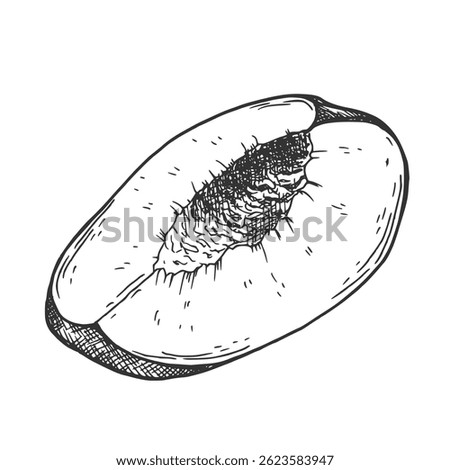 Hand drawn Sliced Peach Sketch illustration