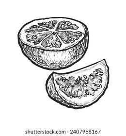 Handgezeichnete Stücke von gemeiner oder Apfelbeerobst. Vektorskizze der Vitaminsalatzutat. Veganisches, vegetarisches Essen oder Ernährung zum Nachtisch. Kochbuch oder Kochbuch-Illustration. Bio-kulinarisch