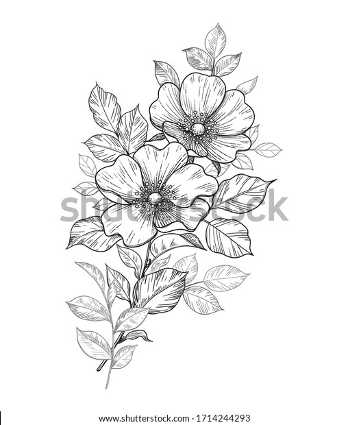 Hand Drawn Small Bouquet Dogrose Flowers Stock Vector (Royalty Free ...