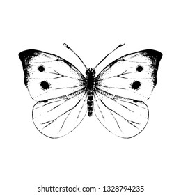 Hand drawn small white butterfly. Vector illustration