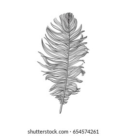 Hand drawn smoth black and white dove bird feather, sketch style vector illustration on white background. Realistic hand drawing of grey bird feather