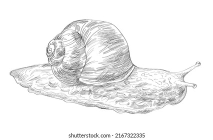 Hand drawn snail. Graphic vector illustration.