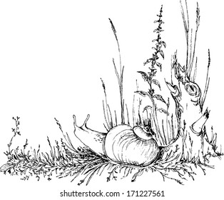 hand drawn snail in the grass, ink drawing, vector illustration