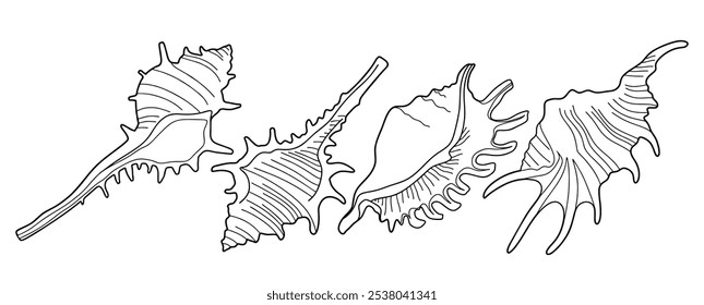 Concha de caracol dibujada a mano Contorno negro. conchas de mar doodle con estilo doodle.