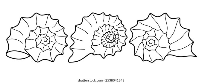 Hand drawn snail shell Outline black. doodle  sea shells set with doodle style.