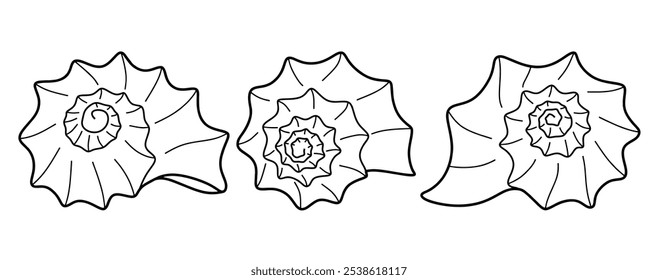 Hand drawn snail shell Outline black. doodle  sea shells set with doodle style.