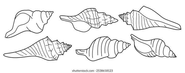 Hand drawn snail shell Outline black. doodle  sea shells set with doodle style.