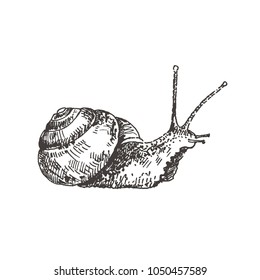 Hand Drawn Snail. Sketch, Vector Illustration.