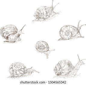 Hand drawn Snails vector illustration set Snail art doodle collection Natural Beauty Graphic Aquatic mollusk Snail Shell Wildlife Organic Escargot Cometology Drawing Sketch Spiral Etching Underwater