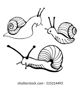 Caracoles dibujados a mano. Ilustración vectorial.