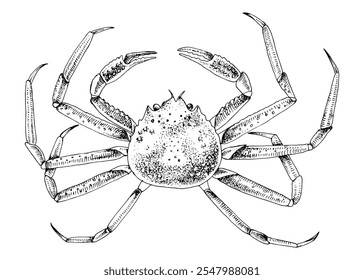 Hand drawn Snow Crab vector illustration