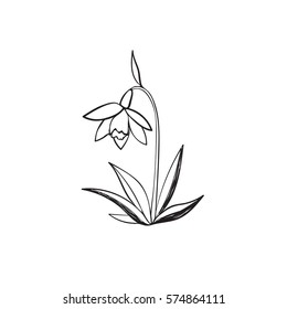 Hand drawn snowdrop symbol isolated on white background.