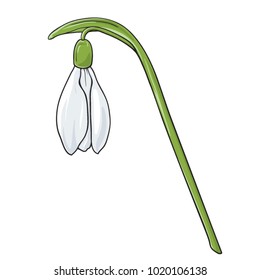 Hand drawn snowdrop vector flower with black outline.