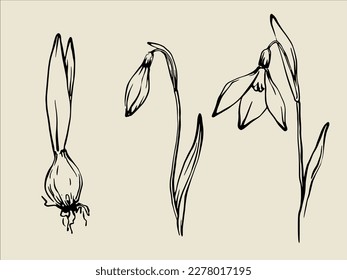 Hand drawn snowdrops set. Freehand black and white ink line drawing of snowdrop bud, opened flower and bulb. Retro vintage style spring floral design element collection.