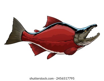 Hand Drawn of Sockeye Salmon Fish Illustration