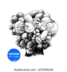 Hand drawn soft coral isolated on white background. Vector illustration