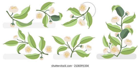 Hand drawn soft green blooming branches of tea plant with soft pink flowers. Botanical elements for designing illustrations and logo. Set of vector elements isolated on white background. EPS 10