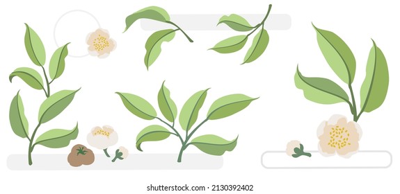 Ramas de plantas de té, flores rosas y semillas de color verde suave dibujadas a mano. Elementos botánicos para el diseño de ilustraciones y logotipo. Conjunto de elementos vectoriales aislados en fondo blanco. EPS 10